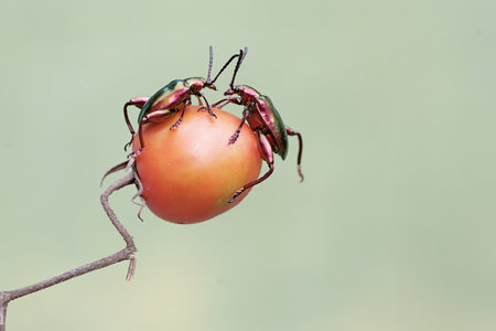 Beetle on tomato in nature, Thailand.
