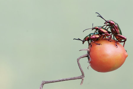 A pair of beetles mating on a tomatoの写真素材