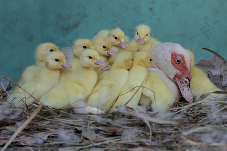 Cute ducklings in a nest on a farm in Thailand.