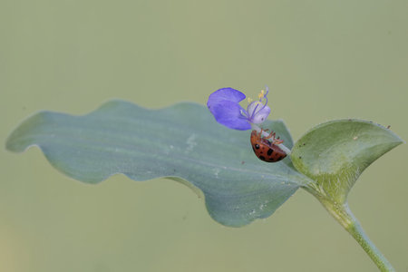 ladybug on leaf in the wild, north china.