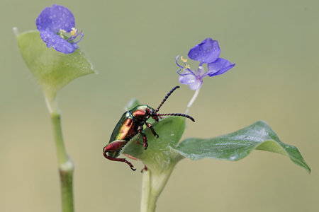 beetle on flower in the nature or in the garden.