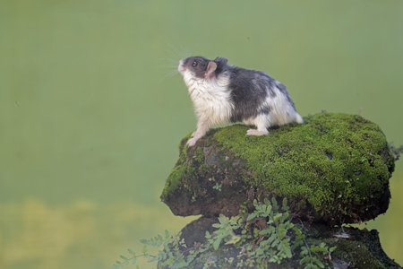 Hamster on a rock by the lake in the forest of Thailand