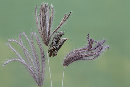 Grasshopper in the meadow, closeup of photo