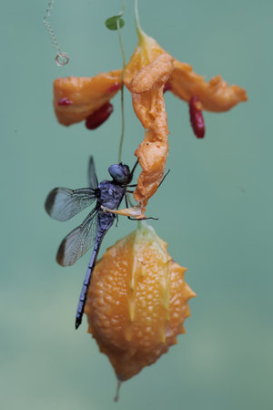 Dragonfly on a flower in the garden, closeup of photo