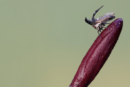 A close up of a scorpion on a red lily.