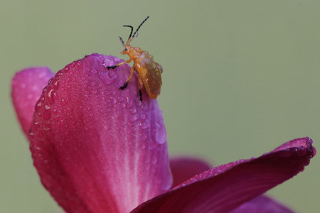 insect on a pink flower petal with drops of water