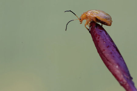 beetle on the flower in the nature or in the garden
