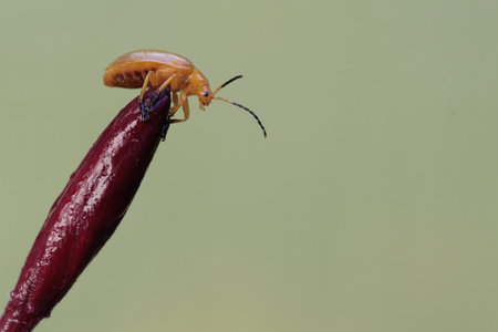 beetle on plant in the wild nature or in the garden