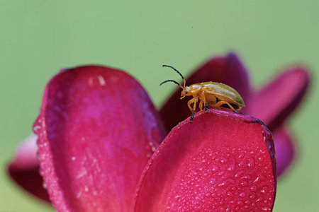 beetle on flower petal, close up of a bug
