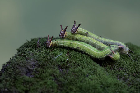 Image of green caterpillar on green moss background. Insect Animal.