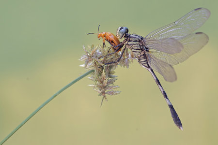 Close up of a dragonfly on a blade of grass in summer