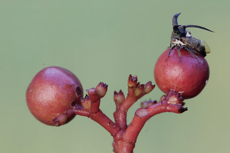 A small bug is sitting on the fruits of a hawthorn bush.