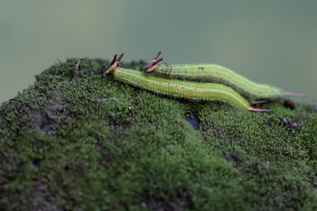 Caterpillar of a butterfly on a green mossy rock.