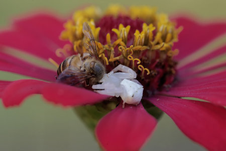 A bee on a red zinnia flower with a white spider