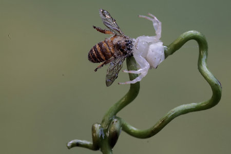 Image of a bee on the flower.