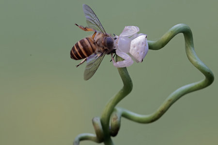 Hoverfly perched on a flower with a green background