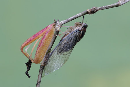 Dragonfly mating on a twig in the rainforest of Costa Rica