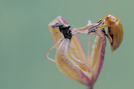 A close up of a bug on a flower in the garden.