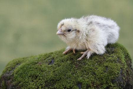 chick on a mossy rock with green background, closeup