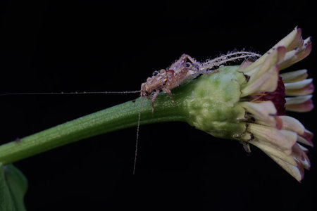 Grasshopper on a flower isolated on a black background.
