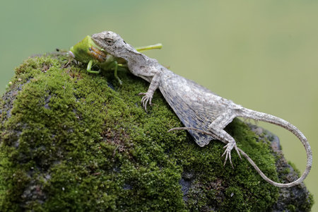 Lizard and frog in the rainforest of Costa Rica.