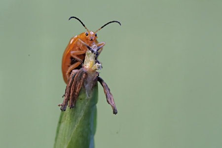 Coccinellidae insect on plant in nature or in the garden