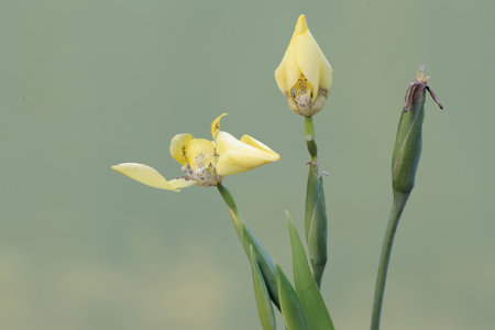 two yellow iris flowers on green background, closeup of photo