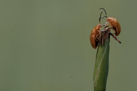 A pair of beetles mating on a blade of grass in the garden.