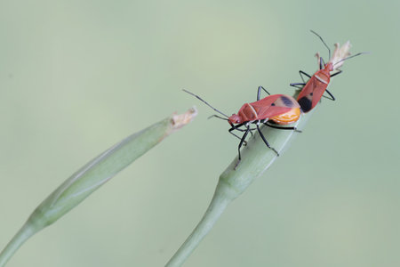 insect on grass in the wild, closeup of photo