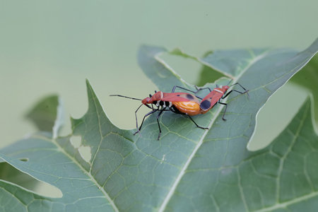 stinkbug on green leaf in the wild nature or in the garden