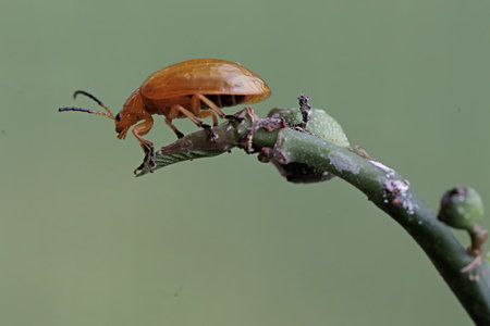 stinkbug on plant in the wild, closeup of photo