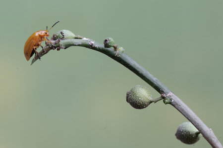 Coccinellidae insect on a twig in nature.
