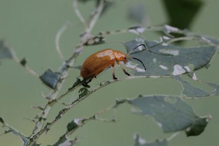 A close-up of a brown beetle on a green leaf.
