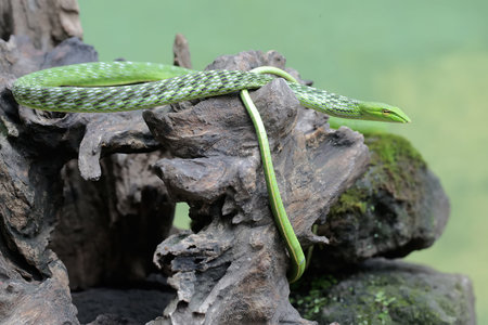 Green snake on a tree stump.