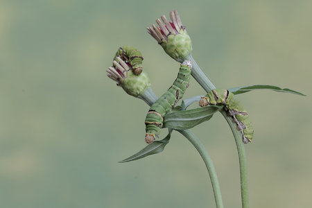 Caterpillar of Papilio machaon on flower.