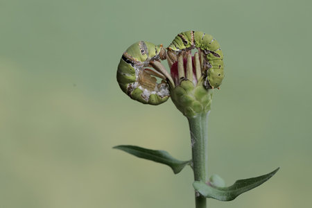 butterfly larva and caterpillar on plant in the wild