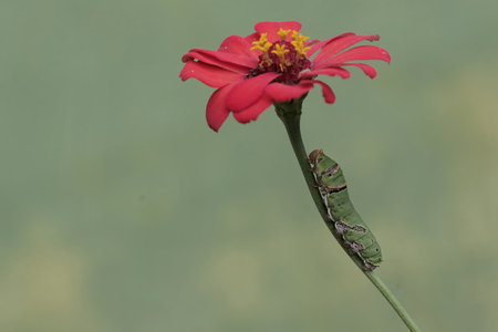 Caterpillar of Zinnia elegans on a red flowerの写真素材