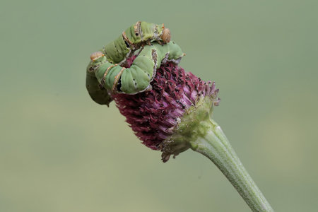 Image of caterpillar on flower on nature background. Insect. Animal