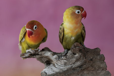 two lovebirds sitting on a piece of wood with a pink background