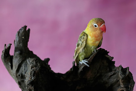 Lovebird perched on a piece of wood with a pink background.