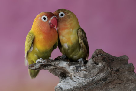 Lovebirds are kissing on a piece of wood. Pink background.
