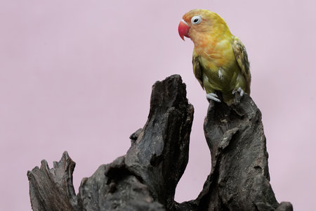Parrot perched on a tree stump with a pink background in the background