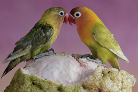 Couple of lovebirds kissing on a piece of meat with a pink background