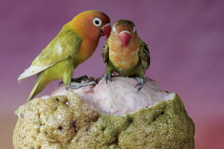 Lovebirds are sitting on a branch of a guava with pink background