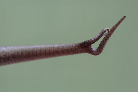 snail on green background, closeup of a in nature