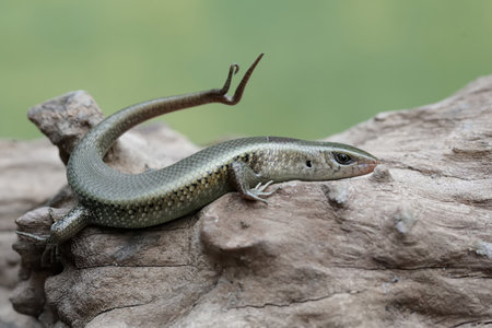 Close up of a Skink, Lacerta agilis