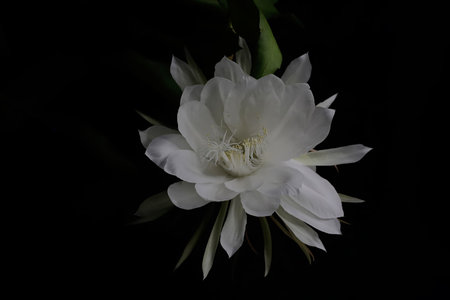 Beautiful white cactus flower on black background, close-up