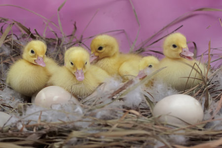 Ducklings and eggs in a nest on a pink background.