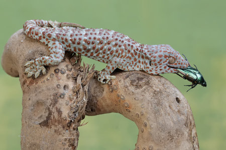 Leopard gecko on a treeの写真素材