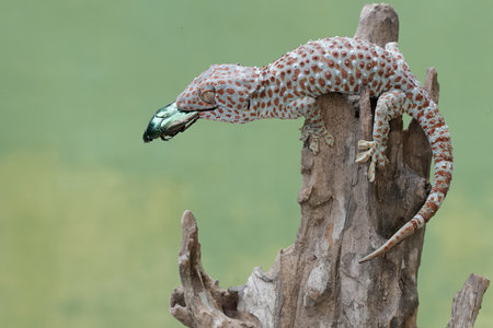 Close up of a gecko on a tree in the nature.の写真素材